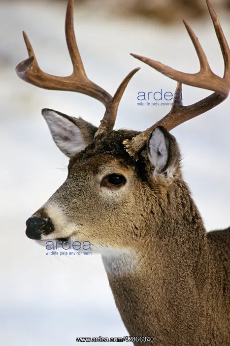 : White-tail Deer - buck : White-tail Deer - buck