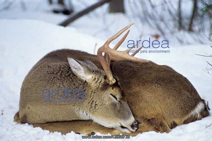 : White-tail Deer - buck : White-tail Deer - buck