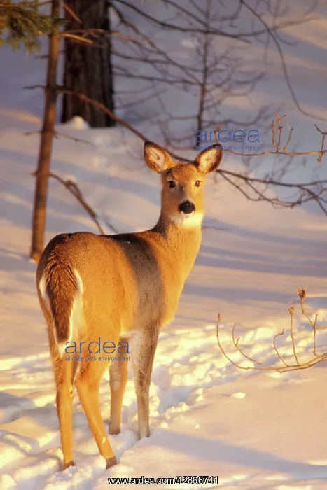 : White-tail Deer - doe : White-tail Deer - doe
