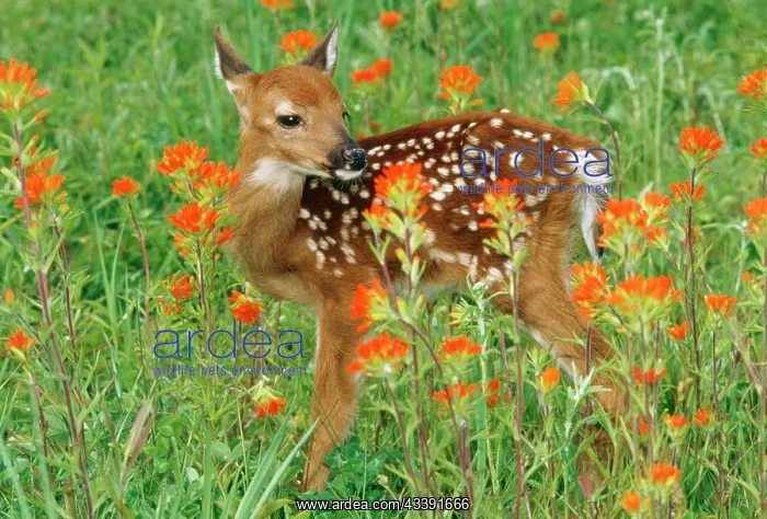 : White-tail Deer - fawn in orange paintbrush wild : White-tail Deer - fawn in orange paintbrush wild