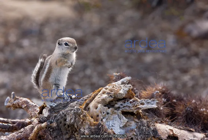 : White-tailed Antelope Squirrel : White-tailed Antelope Squirrel