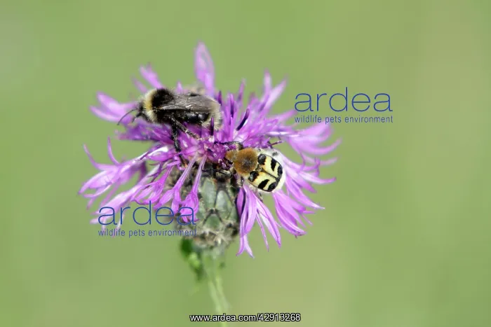 : White-tailed Bumble Bee and Bee Beetle (Trichius : White-tailed Bumble Bee and Bee Beetle (Trichius