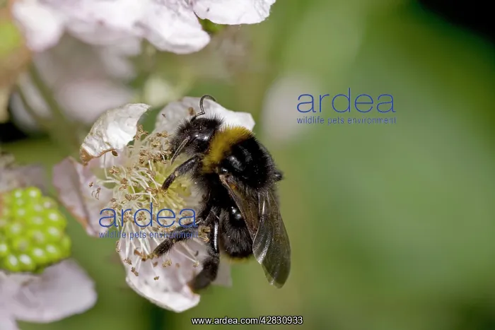: White-tailed Bumble Bee - Gathering pollen and : White-tailed Bumble Bee - Gathering pollen and
