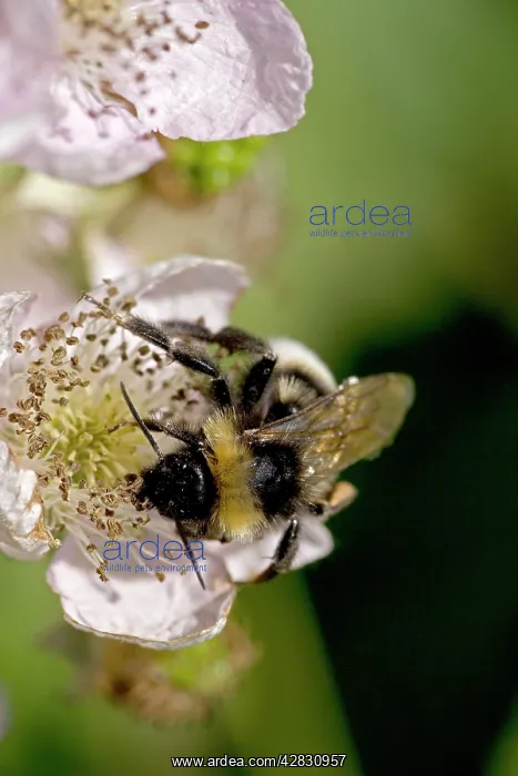 : White-tailed Bumble Bee - Gathering pollen and : White-tailed Bumble Bee - Gathering pollen and