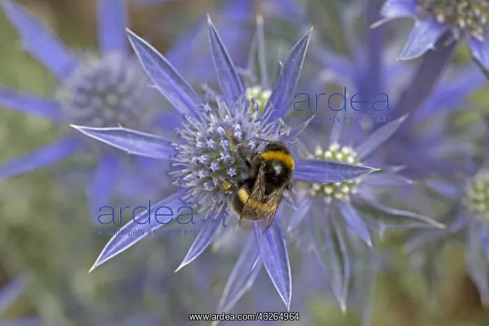 : White-tailed bumblebee, Bombus leucorum with full : White-tailed bumblebee, Bombus leucorum with full