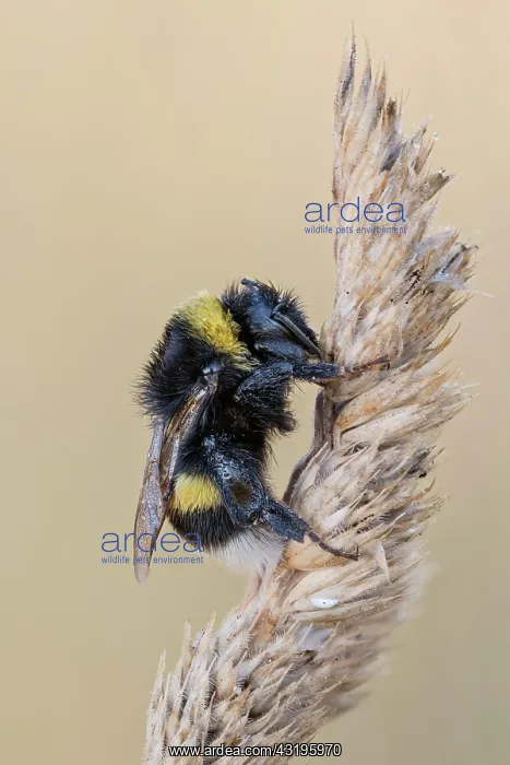 : White-tailed Bumblebee (Bombus lucorum), Lower Saxony : White-tailed Bumblebee (Bombus lucorum), Lower Saxony