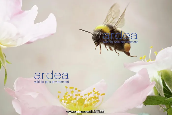 : White-tailed bumblebee (Bombus lucorum), in flight : White-tailed bumblebee (Bombus lucorum), in flight