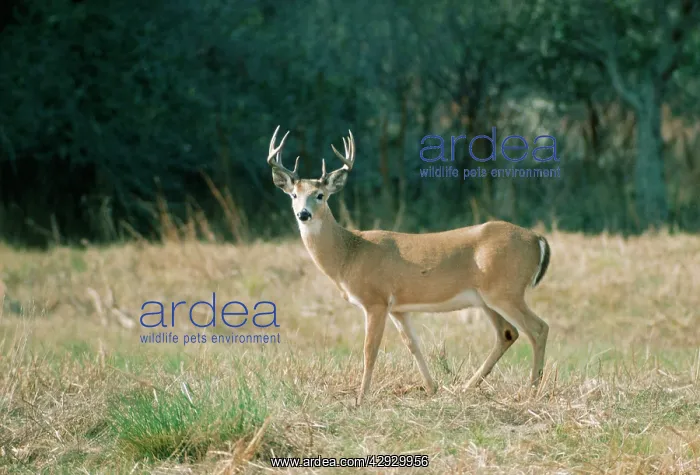 : White-Tailed Deer : White-Tailed Deer
