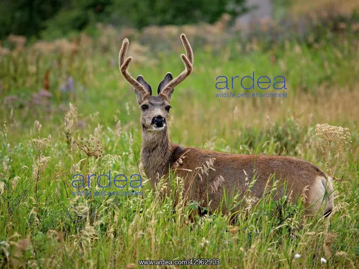  : White-tailed Deer