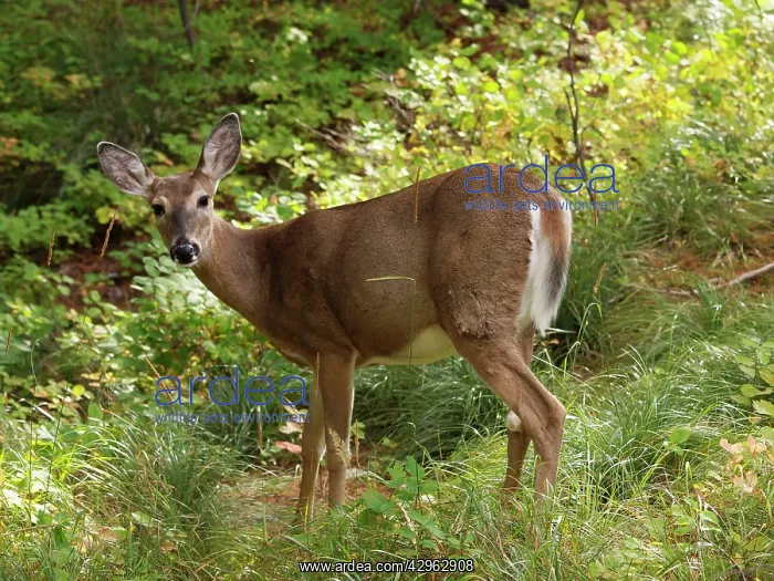: White-tailed Deer : White-tailed Deer