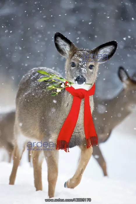: White-tailed Deer : White-tailed Deer