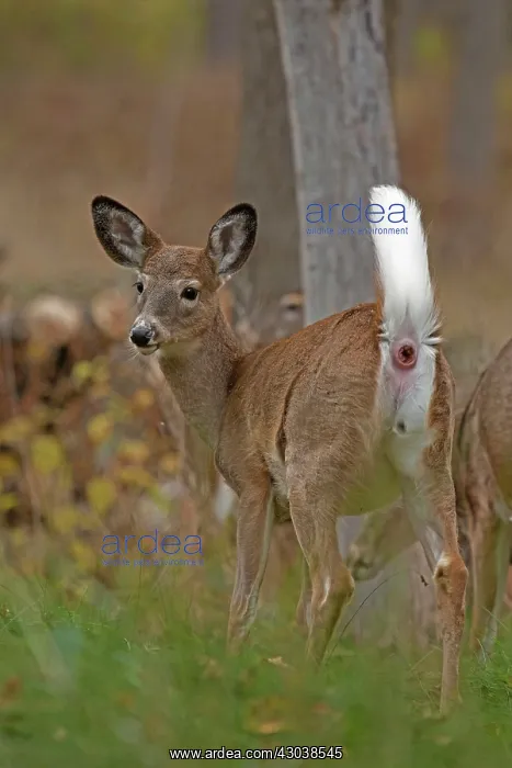 : White-tailed Deer : White-tailed Deer
