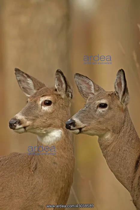  : White-tailed Deer