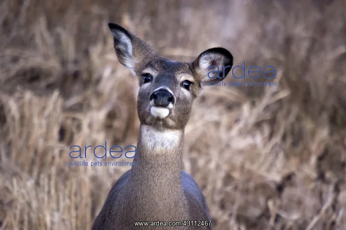 : White-Tailed Deer : White-Tailed Deer