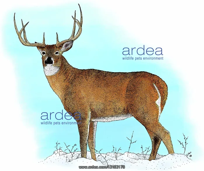 : White-tailed Deer : White-tailed Deer