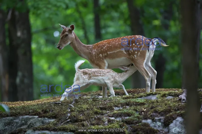 : White-Tailed Deer : White-Tailed Deer
