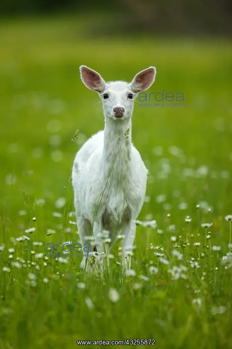  : White-tailed deer