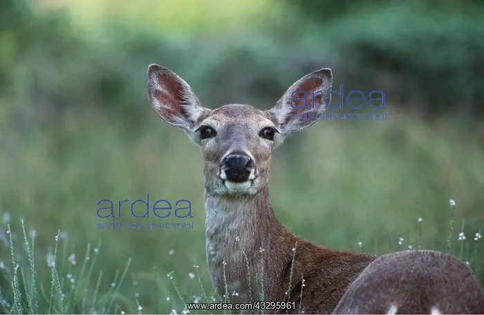 : WHITE-TAILED DEER : WHITE-TAILED DEER
