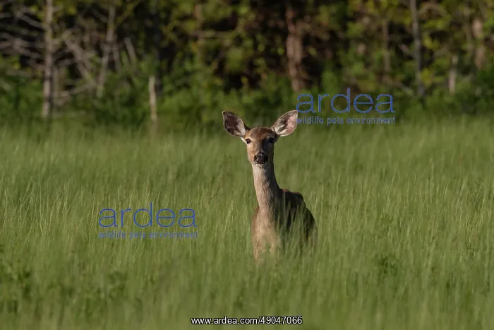 : WHITE TAILED DEER : WHITE TAILED DEER