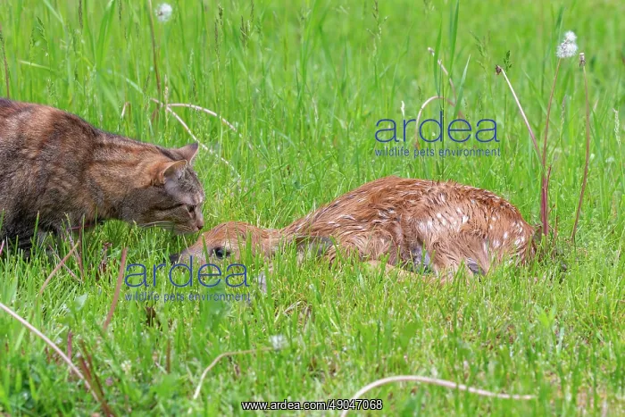 : WHITE TAILED DEER : WHITE TAILED DEER