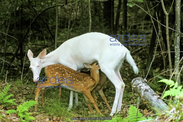 : White-tailed DEER - albino deer nursing normal colored fawns : White-tailed DEER - albino deer nursing normal colored fawns