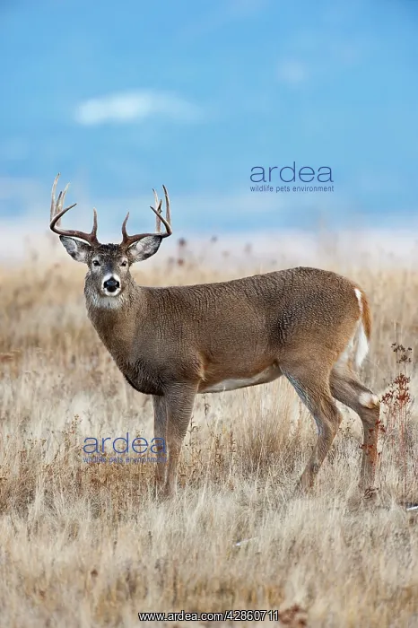 : White-tailed Deer - buck - Autumn : White-tailed Deer - buck - Autumn