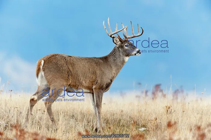 : White-tailed Deer - buck - Autumn : White-tailed Deer - buck - Autumn