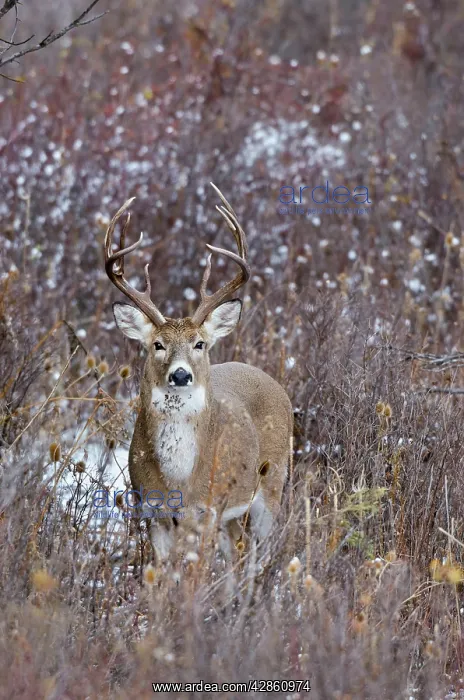 : White-tailed Deer - buck - Autumn : White-tailed Deer - buck - Autumn