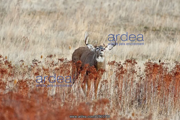 : White-tailed Deer - buck displaying flehmen behavior : White-tailed Deer - buck displaying flehmen behavior
