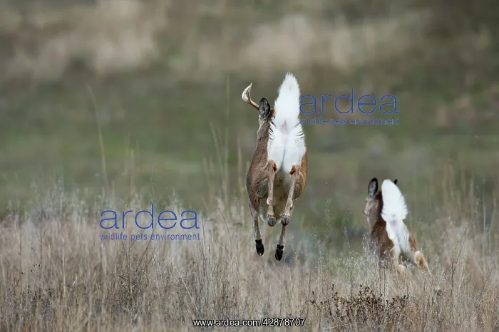 : White-tailed Deer - buck and doe bounding away : White-tailed Deer - buck and doe bounding away