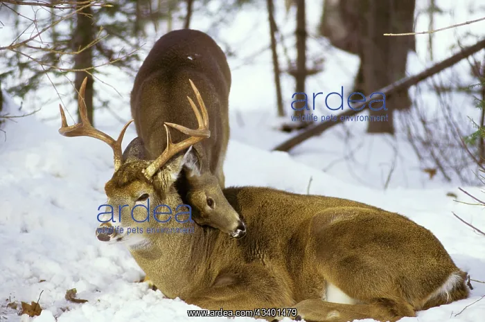 : White-tailed DEER - buck with doe during fall rutting season : White-tailed DEER - buck with doe during fall rutting season