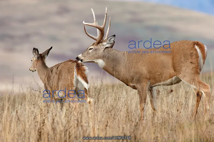 : White-tailed Deer - buck with doe during late fall rut : White-tailed Deer - buck with doe during late fall rut