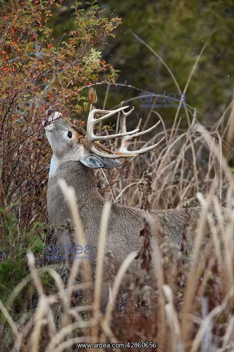 : White-tailed Deer - buck eating rose hips - Autumn : White-tailed Deer - buck eating rose hips - Autumn
