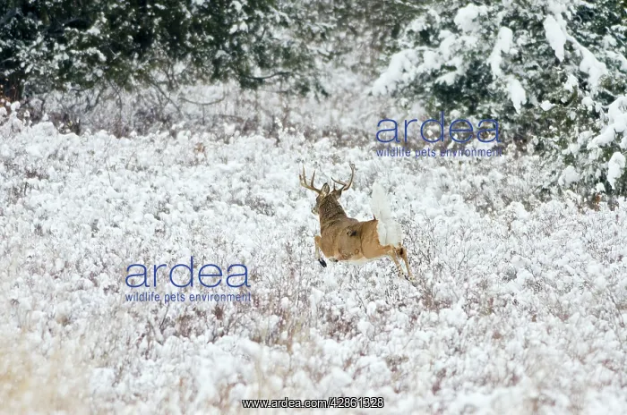 : White-tailed Deer - buck flagging (warning signal) : White-tailed Deer - buck flagging (warning signal)