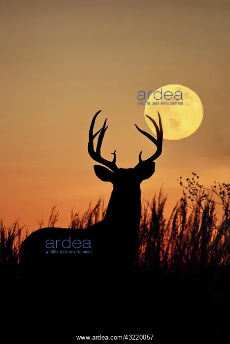 : White-tailed Deer, buck with harvest moon : White-tailed Deer, buck with harvest moon