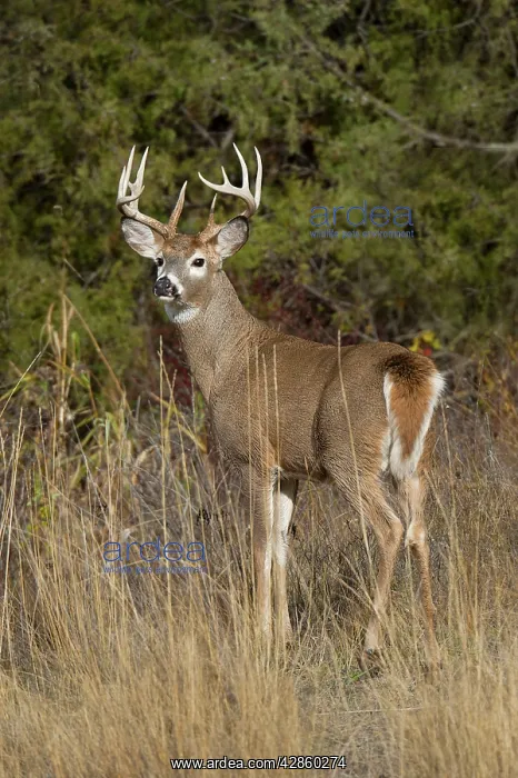 : White-tailed Deer - buck in late fall : White-tailed Deer - buck in late fall