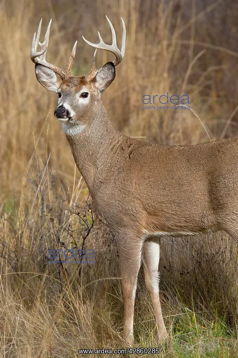 : White-tailed Deer - buck in late fall : White-tailed Deer - buck in late fall
