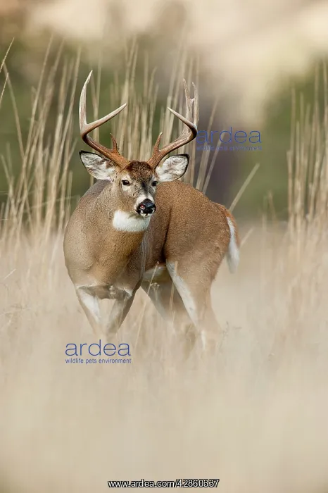 : White-tailed Deer - buck in late fall : White-tailed Deer - buck in late fall