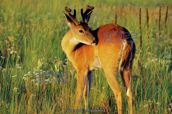 : White-tailed Deer - buck among prairie wildflowers, summer : White-tailed Deer - buck among prairie wildflowers, summer