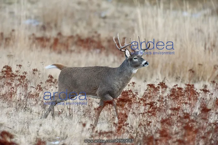 : White-tailed Deer - buck running - Autumn : White-tailed Deer - buck running - Autumn