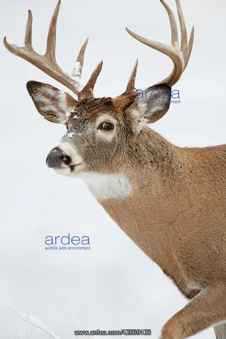 : White-tailed Deer - buck in snow : White-tailed Deer - buck in snow
