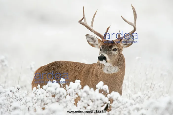 : White-tailed Deer - buck in snow : White-tailed Deer - buck in snow