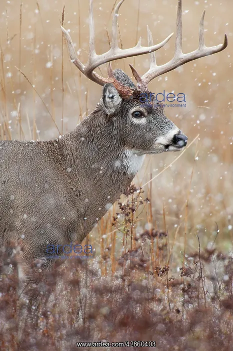 : White-tailed Deer - buck in snow - Rocky Mountains : White-tailed Deer - buck in snow - Rocky Mountains