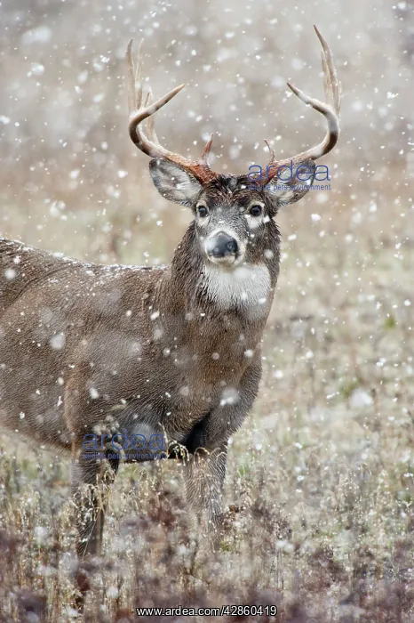 : White-tailed Deer - buck in snow - Rocky Mountains : White-tailed Deer - buck in snow - Rocky Mountains
