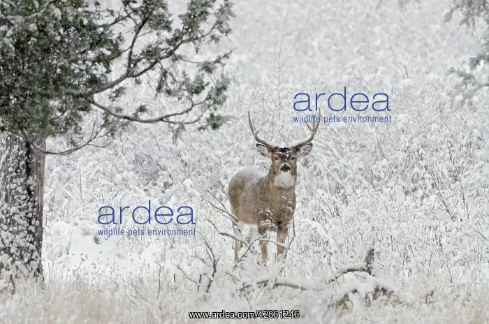 : White-tailed Deer - buck in snow storm : White-tailed Deer - buck in snow storm