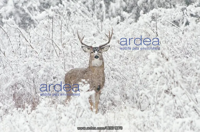  : White-tailed Deer - buck in snow storm - Autumn