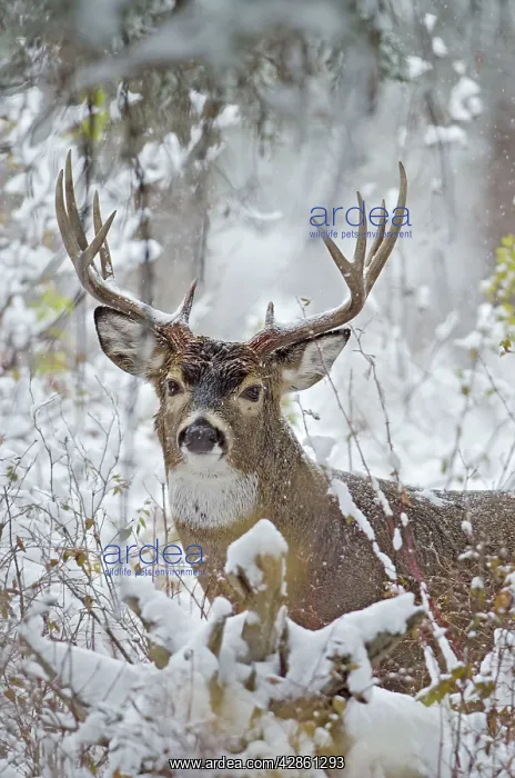 : White-tailed Deer - buck in snow storm - Autumn : White-tailed Deer - buck in snow storm - Autumn