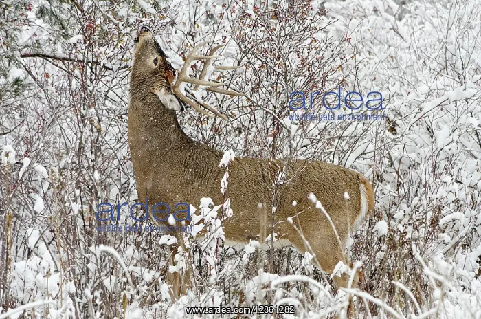 : White-tailed Deer - buck in snow storm feeding : White-tailed Deer - buck in snow storm feeding