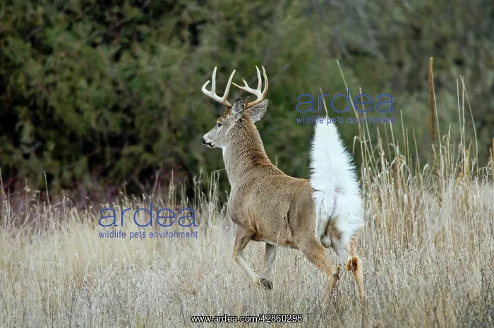 : White-tailed Deer - buck with tail up to signal : White-tailed Deer - buck with tail up to signal