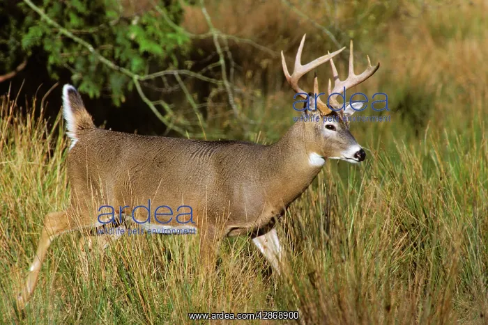 : White-tailed Deer - buck walking through marsh : White-tailed Deer - buck walking through marsh